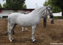 WX CHIRIVIA DE RAMOS, DE Y SR4, ORO EN YEGUAS ADULTAS Y SUBCAMPEONA DEL CONCURSO